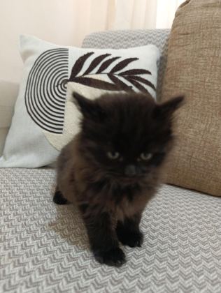 ERKEK YAVRU BOMBAY KEDİSİ