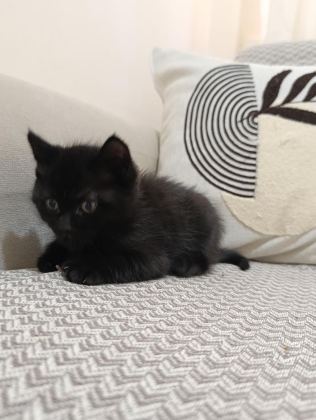 ERKEK YAVRU BOMBAY KEDİSİ