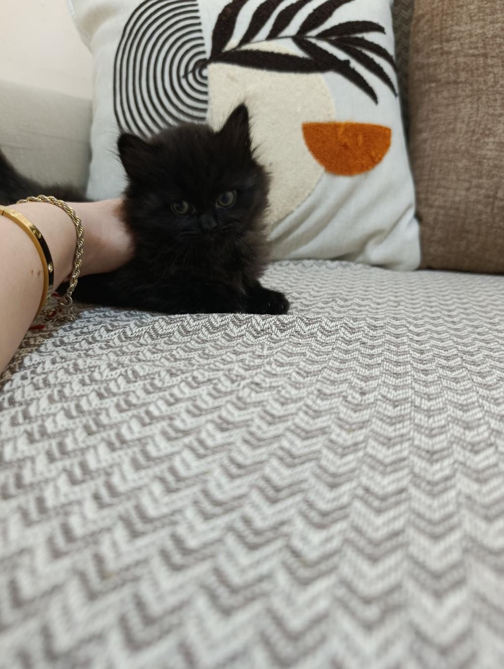 ERKEK YAVRU BOMBAY KEDİSİ