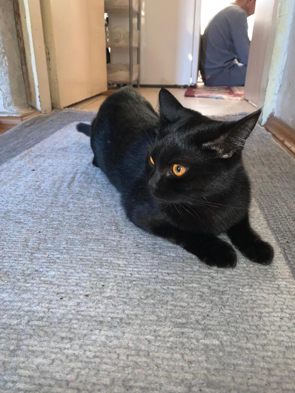 ÇİFTLEŞTİRME İÇİN BOMBAY KEDİMİZE EŞ ARIYORUZ