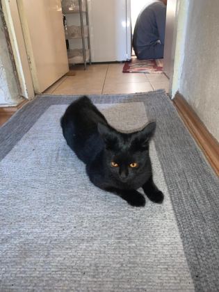ÇİFTLEŞTİRME İÇİN BOMBAY KEDİMİZE EŞ ARIYORUZ