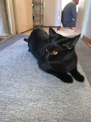 ÇİFTLEŞTİRME İÇİN BOMBAY KEDİMİZE EŞ ARIYORUZ