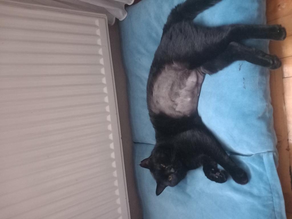ÜCRETSİZ SAHİPLENDİRME KEDİMİZ