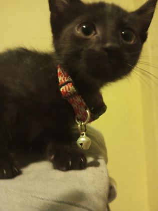 KARA KIZ 2 AYLIK KEDİMİZ