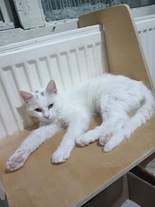 ANKARA KEDİSİ İYİ BAKACAK KİŞİLERE