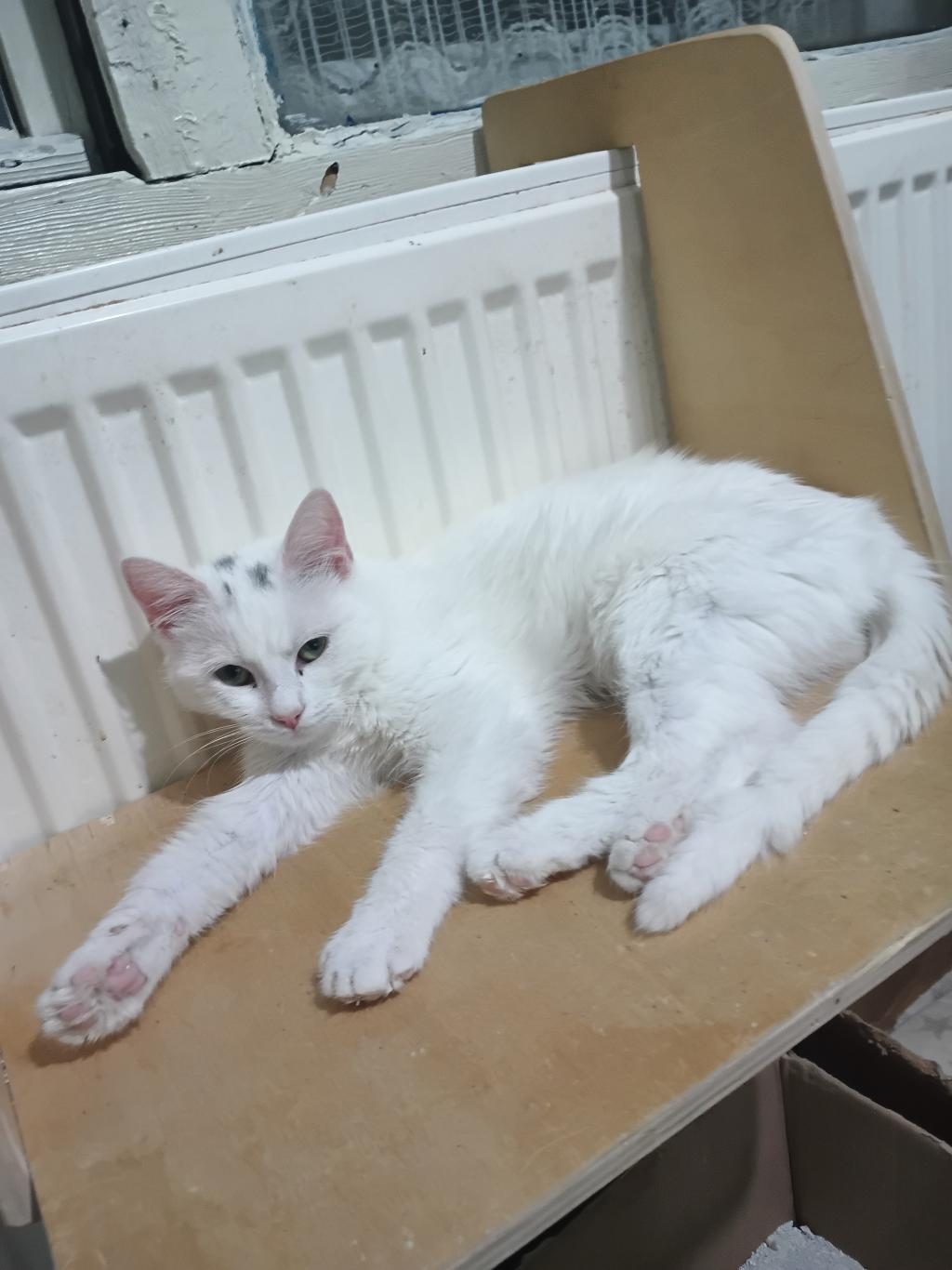 ANKARA KEDİSİ İYİ BAKACAK KİŞİLERE