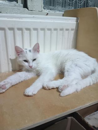 ANKARA KEDİSİ İYİ BAKACAK KİŞİLERE