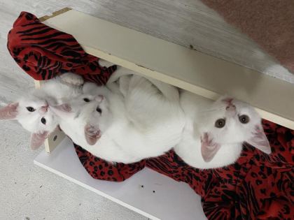ÜCRETSİZ SAHİPLENDİRİLECEK YAVRU KEDİLER