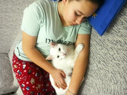 ANGORA (ANKARA KEDİSİ)