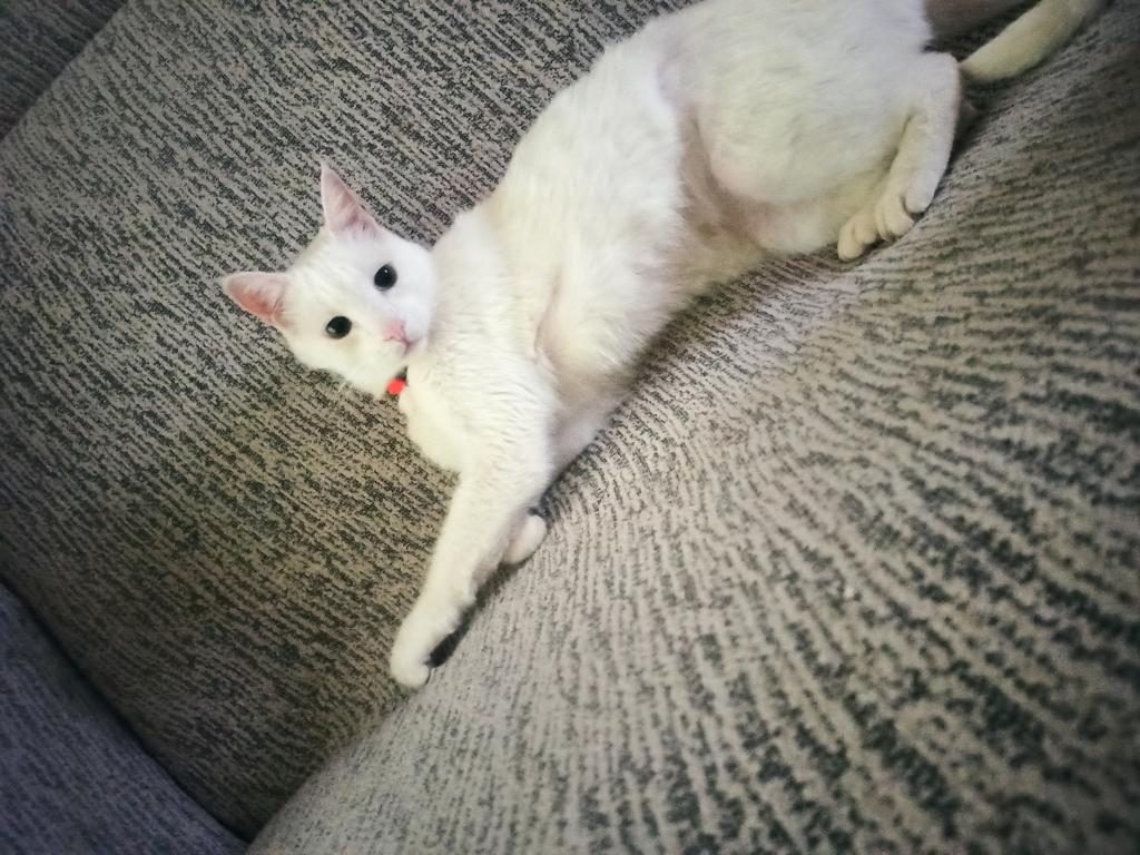 ANGORA (ANKARA KEDİSİ)