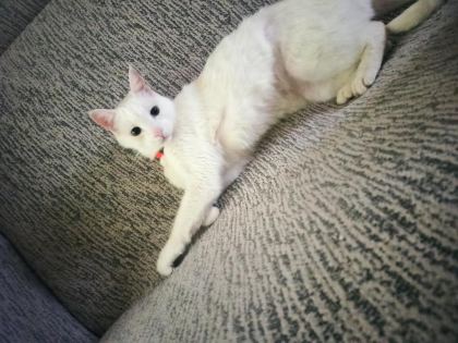 ANGORA (ANKARA KEDİSİ)