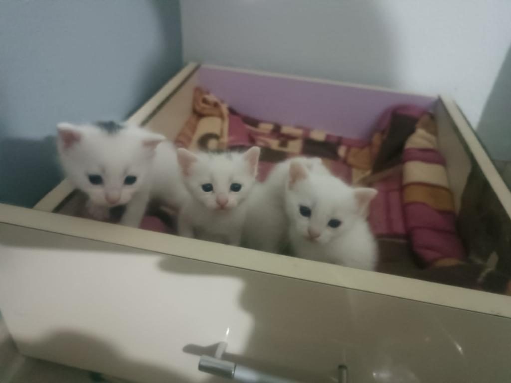 TATLI ANKARA KEDİLERİM