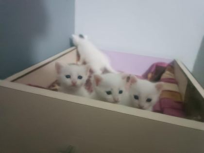 TATLI ANKARA KEDİLERİM