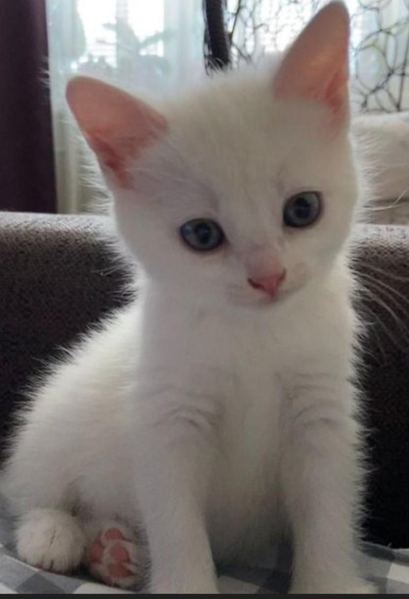 TATLI ANKARA KEDİSİ