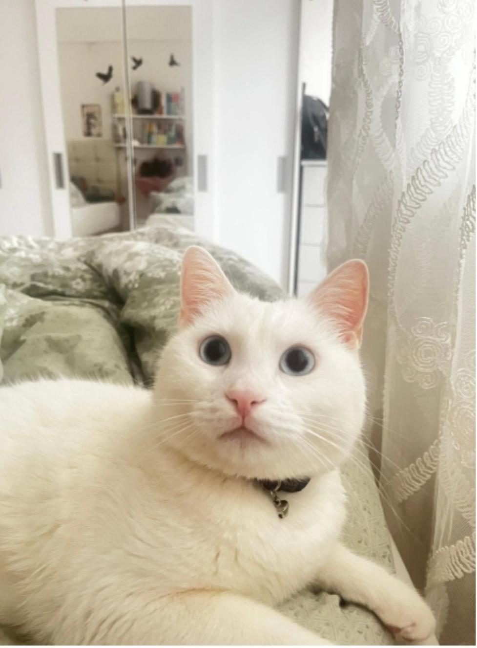 ANKARA KEDİSİ UYSAL VE TATLI