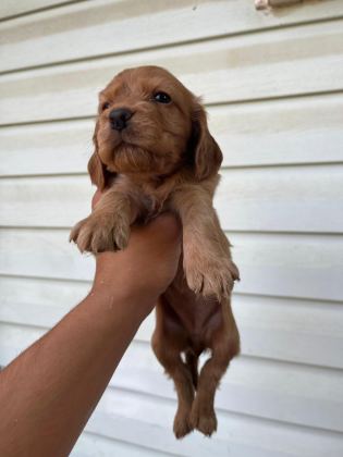 COCKER BEBEKLER