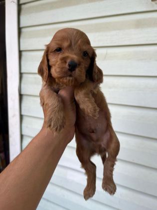 COCKER BEBEKLER