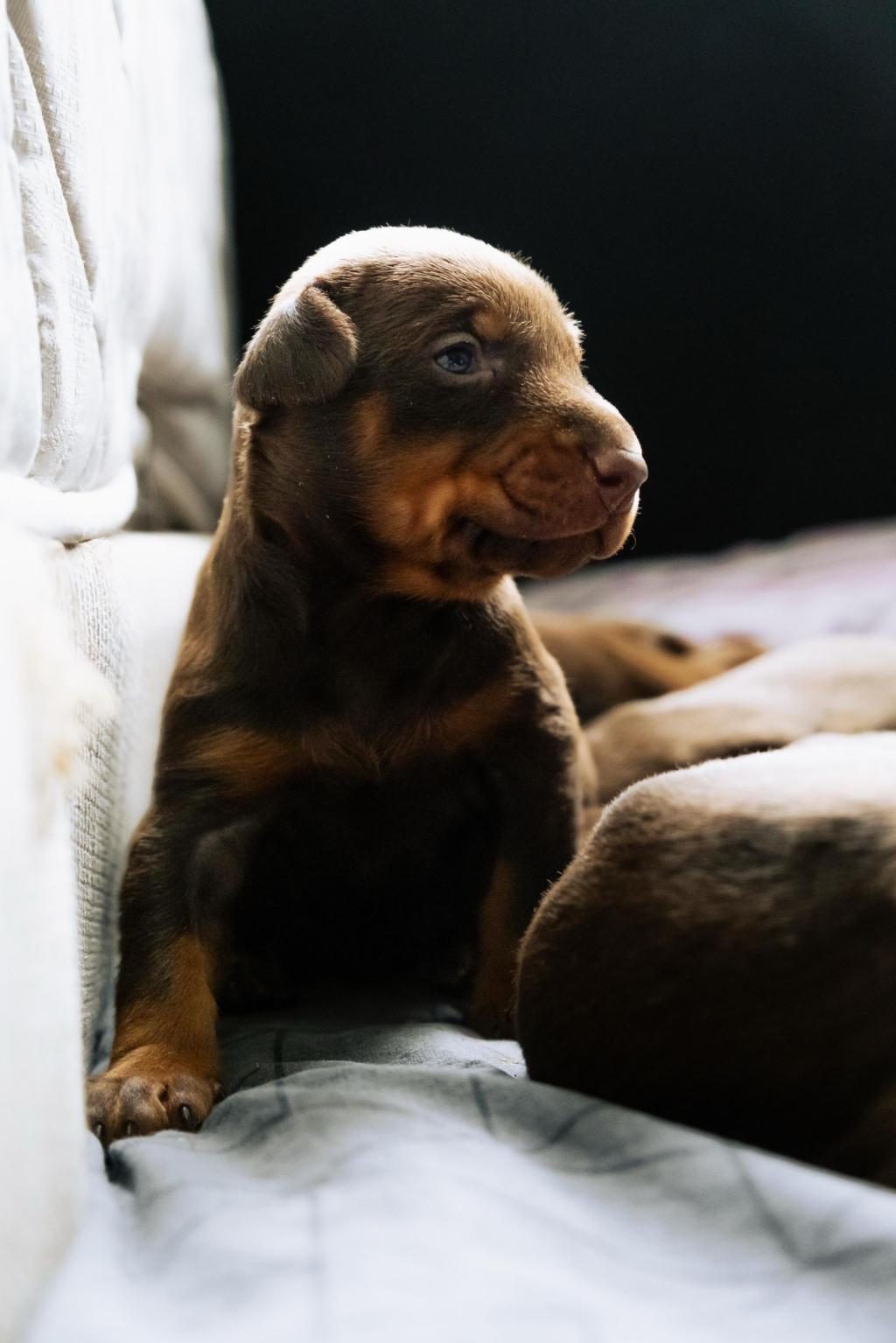 KİNG DOBERMAN YAVRULARI