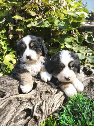MUHTEŞEM BERNESE BEBEKLER