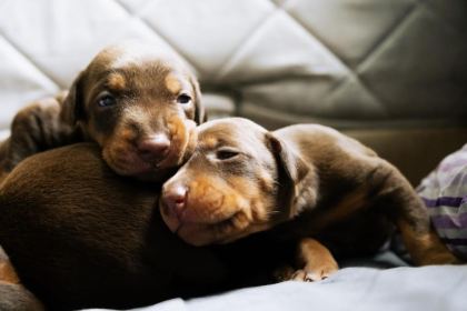 KİNG DOBERMAN YAVRULARI