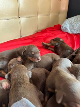 KİNG DOBERMAN YAVRULARI