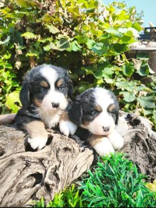 MUHTEŞEM BERNESE BEBEKLER
