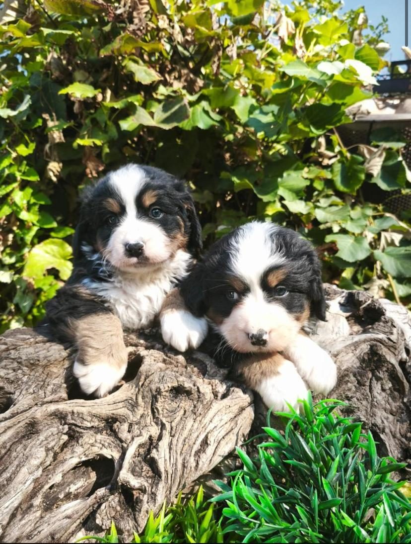 MUHTEŞEM BERNESE BEBEKLER
