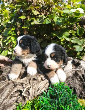 MUHTEŞEM BERNESE BEBEKLER