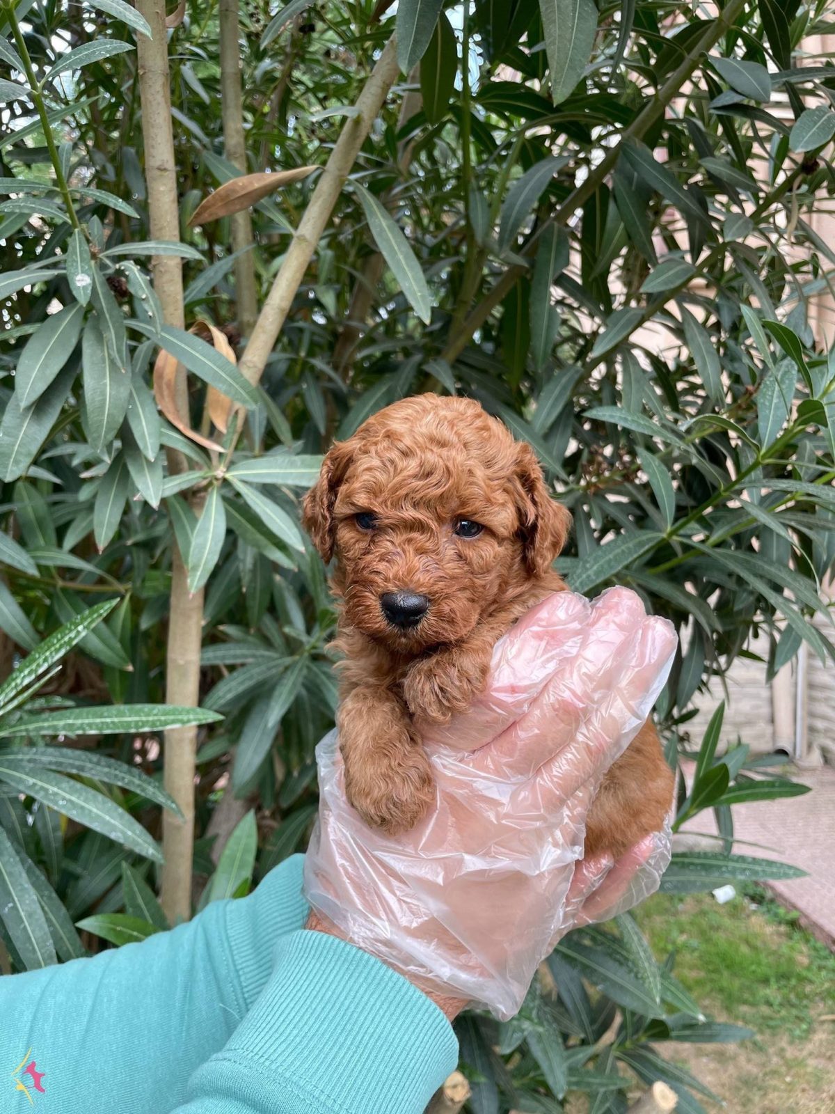 Gerçek Red Brown Toy Poodle Bebeklerimiz