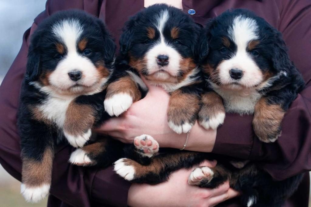 BERNESE MOUNTAİN DOG