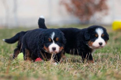 BERNESE MOUNTAİN DOG