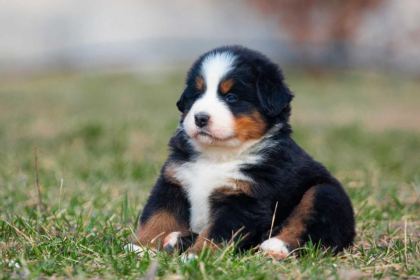 BERNESE MOUNTAİN DOG