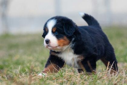 BERNESE MOUNTAİN DOG