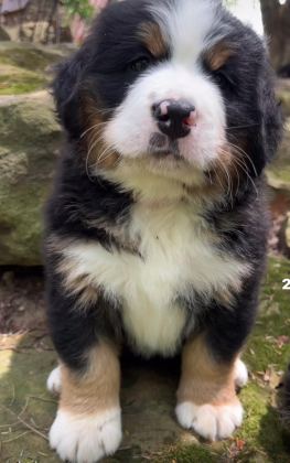 BERNESE MOUNTAİN DOG
