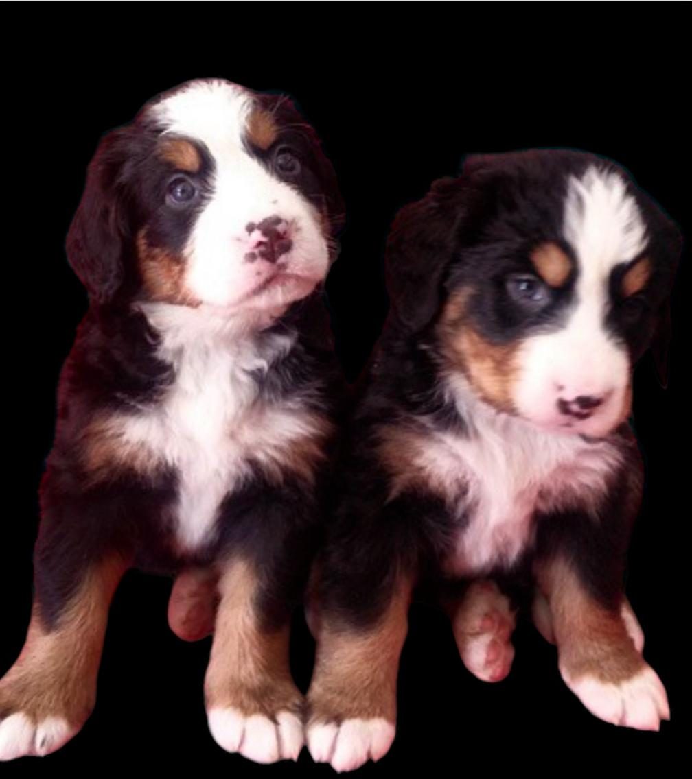 BERNESE MOUNTAİN DOG
