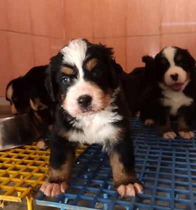 BERNESE MOUNTAİN DOG