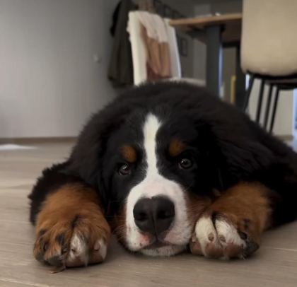 BERNESE MOUNTAİN DOG