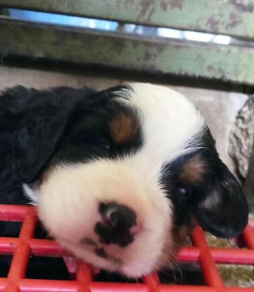 BERNESE MOUNTAİN DOG