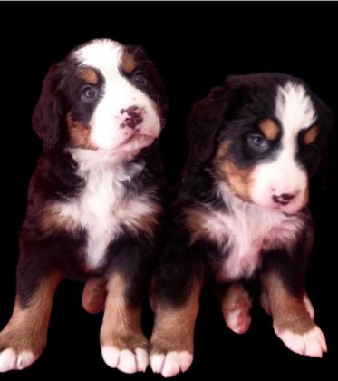 BERNESE MOUNTAİN DOG
