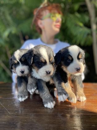 MÜKEMMEL BERNESE DAĞ KÖPEĞİ YAVRULAR