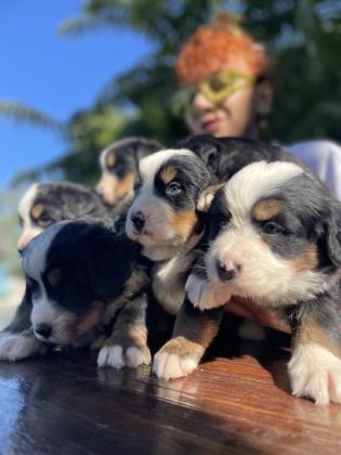 MÜKEMMEL BERNESE DAĞ KÖPEĞİ YAVRULAR