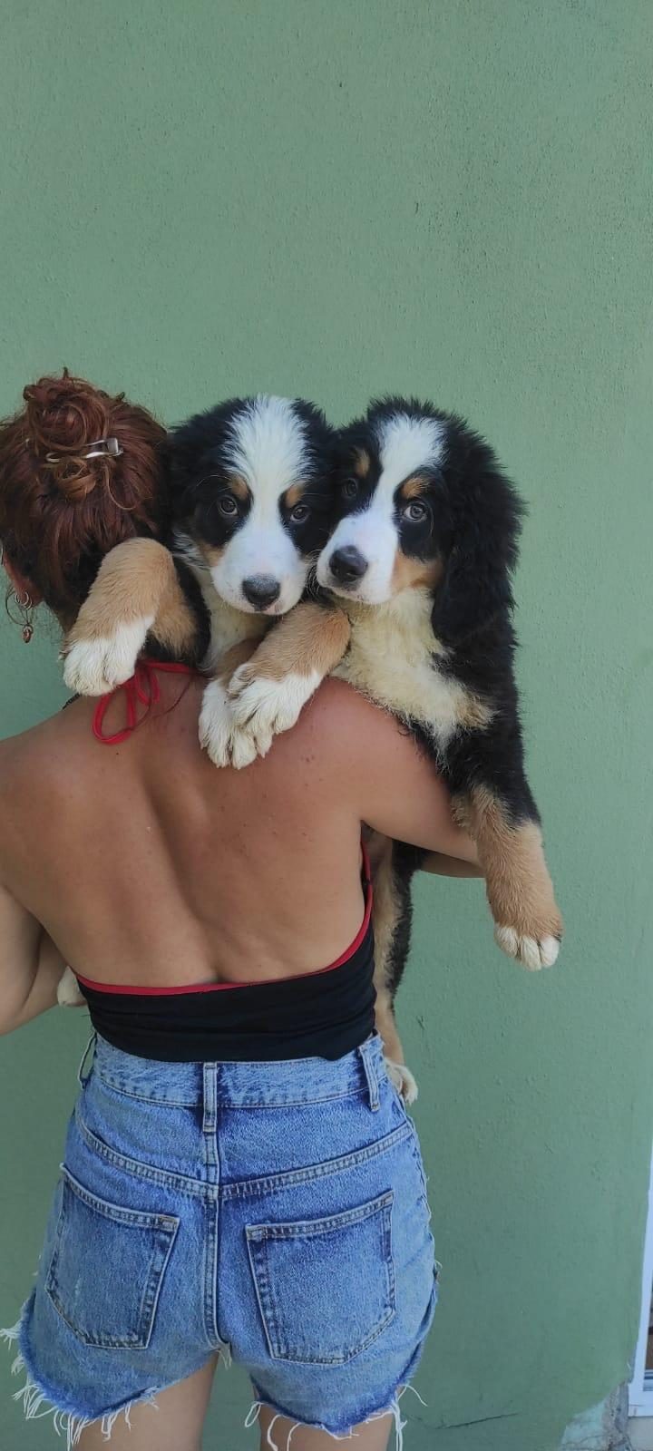 A KALİTE BERNESE MOUNTAİN DOG YAVRULAR