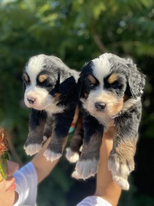 MÜKEMMEL BERNESE DAĞ KÖPEĞİ YAVRULAR