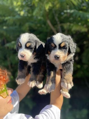 MÜKEMMEL BERNESE DAĞ KÖPEĞİ YAVRULAR