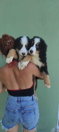 A KALİTE BERNESE MOUNTAİN DOG YAVRULAR