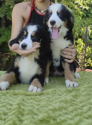 A KALİTE BERNESE MOUNTAİN DOG YAVRULAR