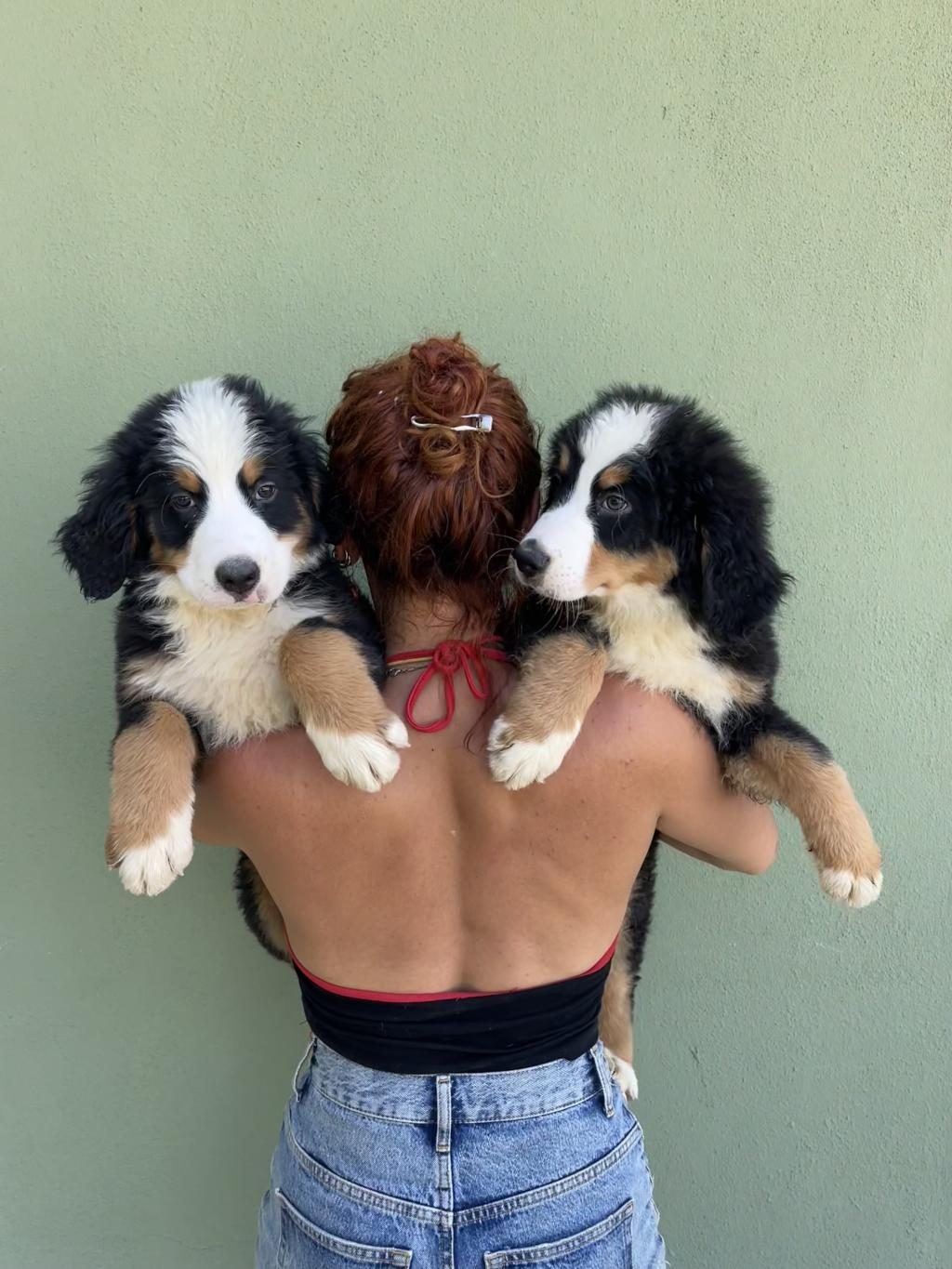 A KALİTE BERNESE MOUNTAİN DOG YAVRULAR