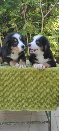 A KALİTE BERNESE MOUNTAİN DOG YAVRULAR