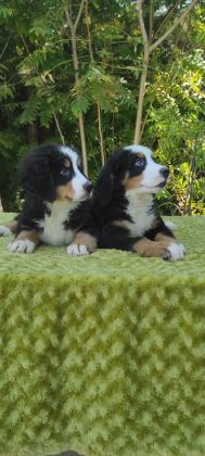 A KALİTE BERNESE MOUNTAİN DOG YAVRULAR