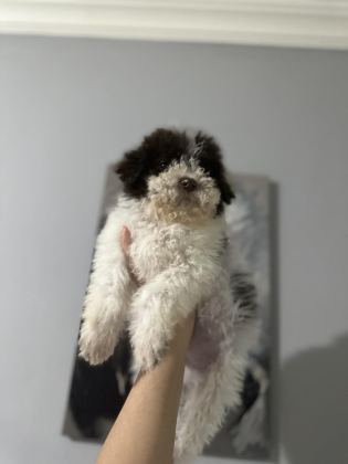 NORMALİNE GÖRE DAHA MİNİK BOY LAGOTTO BEBEKLER